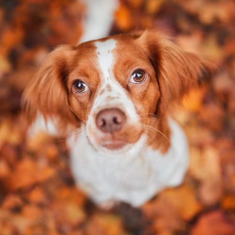 055-Raphaela-Schiller-Hundefotografie-Retusche_Hundefotografie_Fotoshooting_Basel_Freiburg_Loerrach_Tierfotografie_Fotograf_Hund_und_Mensch_Schweiz_Schwarzwald_Basel_Zuerich_Freiburg