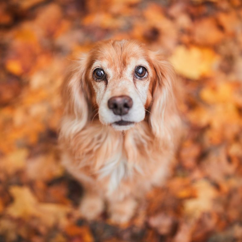 057-Raphaela-Schiller-Hundefotografie-Retusche_Hundefotografie_Fotoshooting_Basel_Freiburg_Loerrach_Tierfotografie_Fotograf_Hund_und_Mensch_Schweiz_Schwarzwald_Basel_Zuerich_Freiburg