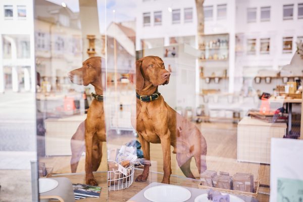 061-Raphaela-Schiller-Hundefotografie-Naturahund-Loerrach-Hundeladen-Hundezubehoer-Hundeshop-tierbedarf-hundefachgeschaeft-freiburg-basel