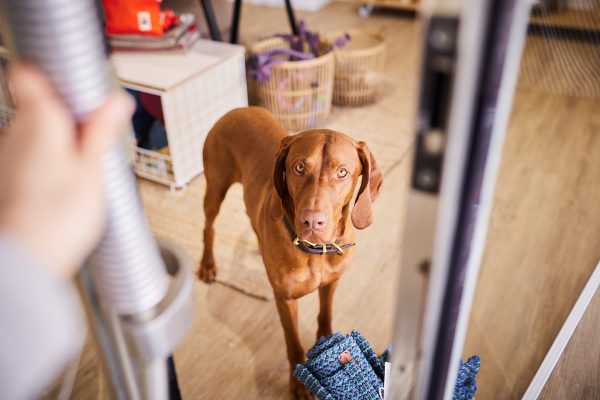 067-Raphaela-Schiller-Hundefotografie-Naturahund-Loerrach-Hundeladen-Hundezubehoer-Hundeshop-tierbedarf-hundefachgeschaeft-freiburg-basel