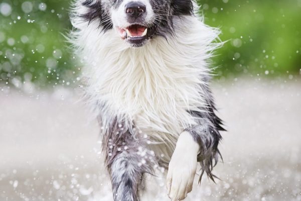 Raphaela Schiller Hundefotografie Tierfotografie Fotoshooting Hund Baden Württemberg Schweiz Lörrach Freiburg Basel Zürich Australian Shepherd