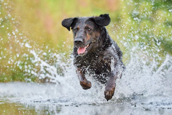088-Raphaela-Schiller-Hundefotografie-Dexter-Retusche