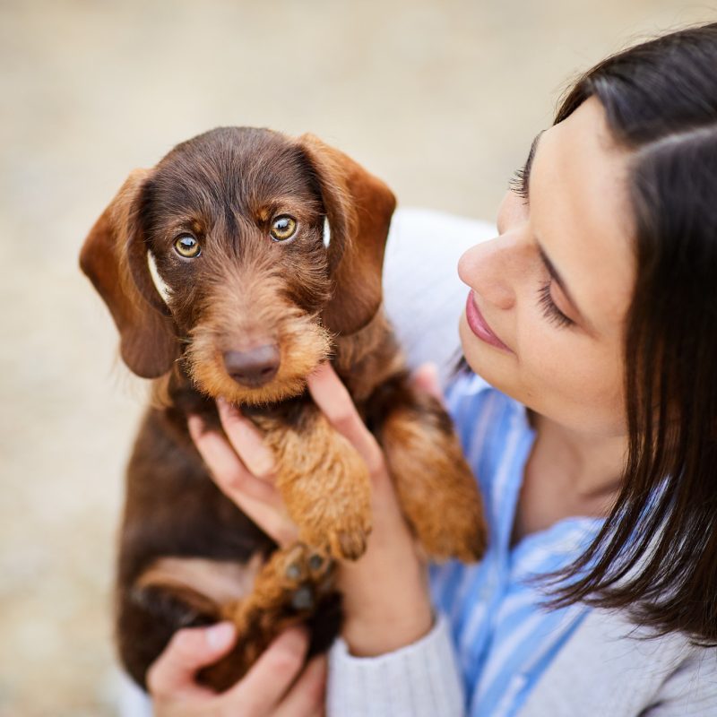 09-Raphaela-Schiller-Hundefotografie-Dackel-Zwergrauhaardackel-Welpe-Fotoshooting-Lörrach-Basel-Freiburg-Zürich