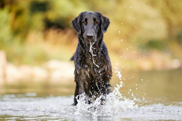 Hunde Fotoshooting im Wasser bei Lörrach/ Basel