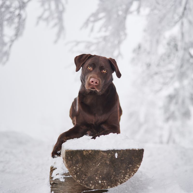 115-Raphaela-Schiller-Hundefotografie-Tierfotografie-Fotoshooting-mit-Hund-Labrador-Vier-Jahreszeiten-Fotoshooting-mit-Hund-und-Mensch