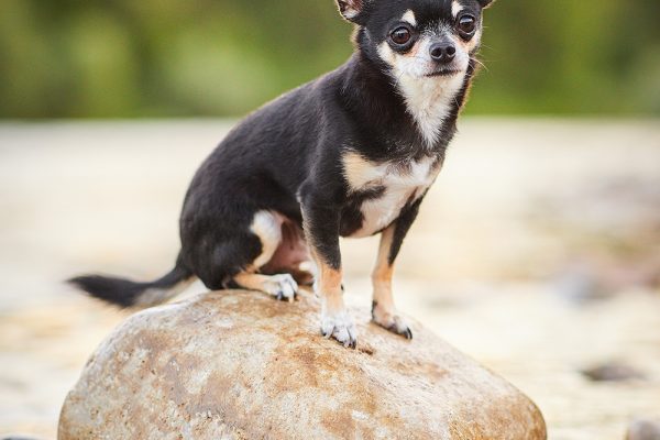 Raphaela Schiller Hundefotografie Tierfotografie Fotoshooting Hund Baden Württemberg Schweiz Lörrach Freiburg Basel Zürich Chihuahua
