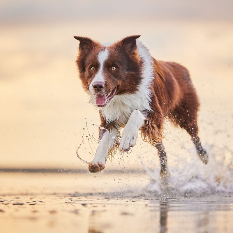 15-Raphaela-Schiller-Hundefotografie-Tierfotografie-Fotoshooting-mit-Hund-Fotoshooting-mit-Hund-und-Mensch-Niederlande-Holland-Scheveningen-Den-Haag-Strand-Meer