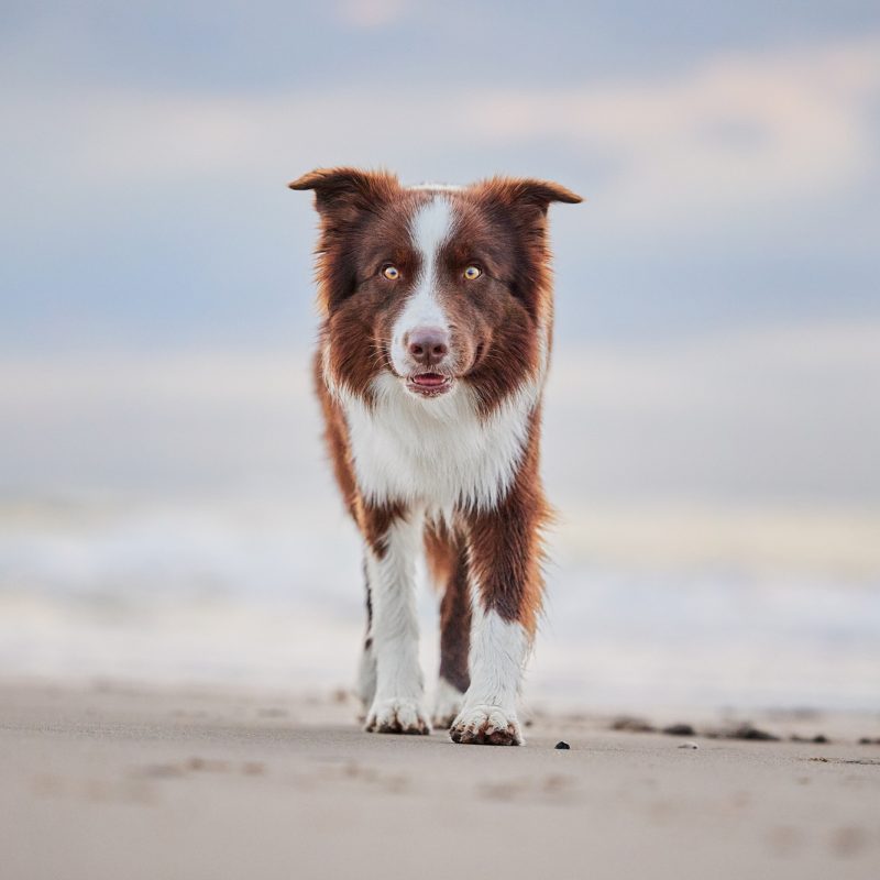 26-Raphaela-Schiller-Hundefotografie-Tierfotografie-Fotoshooting-mit-Hund-Fotoshooting-mit-Hund-und-Mensch-Niederlande-Holland-Scheveningen-Den-Haag-Strand-Meer