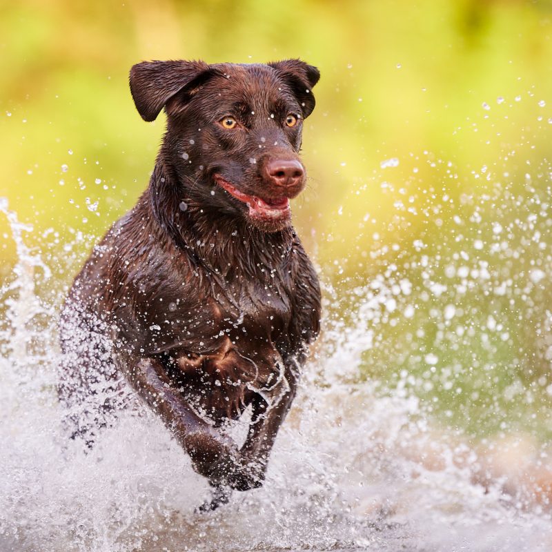 32-Raphaela-Schiller-Hundefotografie-Tierfotografie-Fotoshooting-mit-Hund-Labrador-Vier-Jahreszeiten-Fotoshooting-mit-Hund-und-Mensch