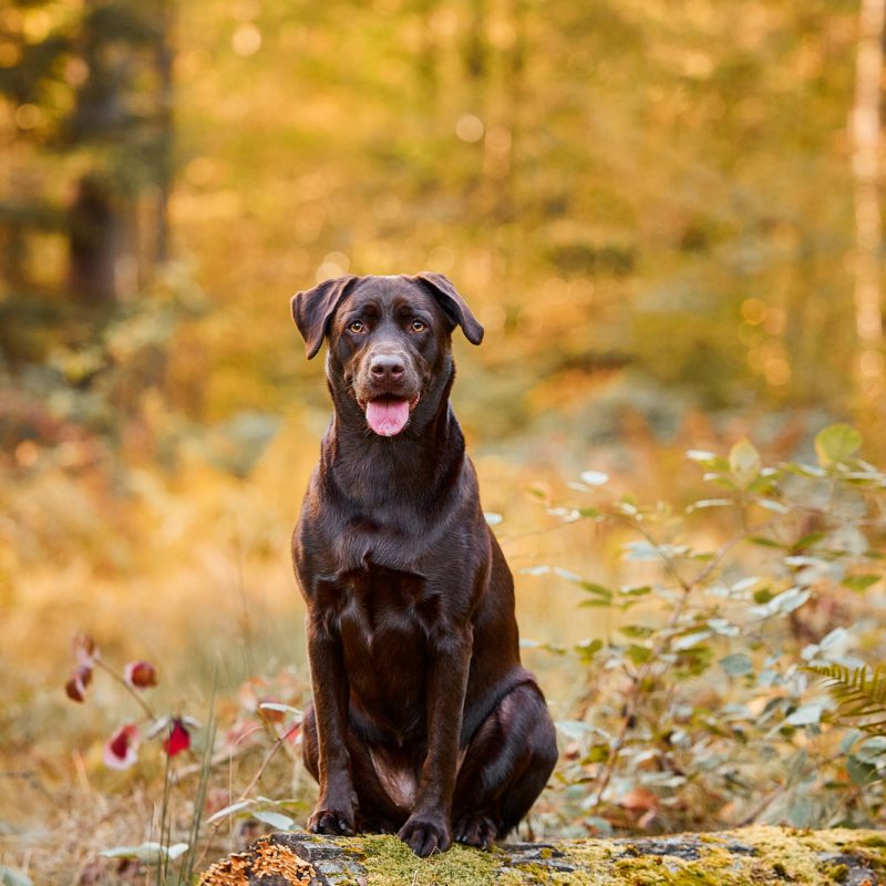63-Raphaela-Schiller-Hundefotografie-Tierfotografie-Fotoshooting-mit-Hund-Labrador-Vier-Jahreszeiten-Fotoshooting-mit-Hund-und-Mensch