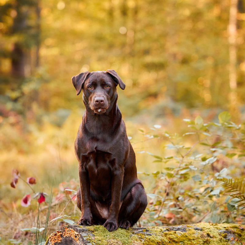 64-Raphaela-Schiller-Hundefotografie-Tierfotografie-Fotoshooting-mit-Hund-Labrador-Vier-Jahreszeiten-Fotoshooting-mit-Hund-und-Mensch