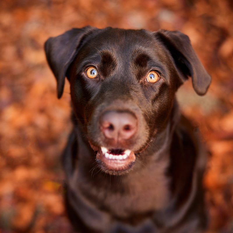 71-Raphaela-Schiller-Hundefotografie-Tierfotografie-Fotoshooting-mit-Hund-Labrador-Vier-Jahreszeiten-Fotoshooting-mit-Hund-und-Mensch