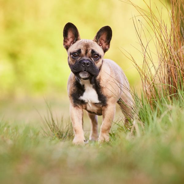 Charakterpfoten_Hundefotoshooting-Rheinfelden Charakterpfoten_Hundefotoshooting-Rheinfelden