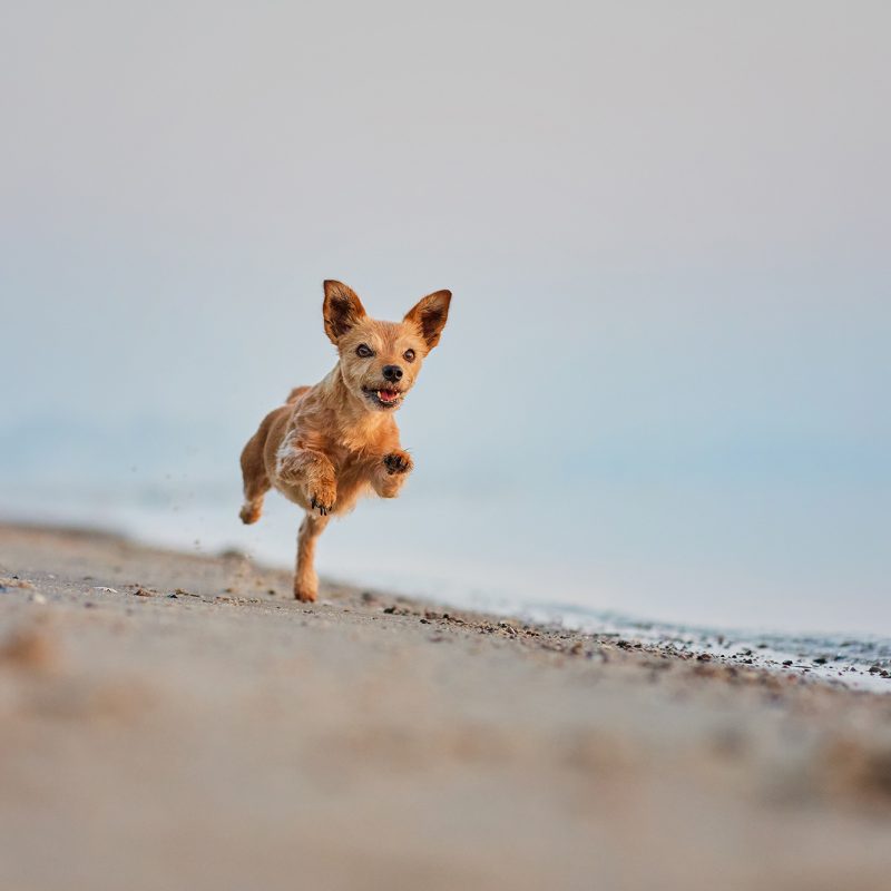 Fotoshooting-mit-Hund-Rennend-Meer-Ostsee-Nordsee-Holland-Daenemark
