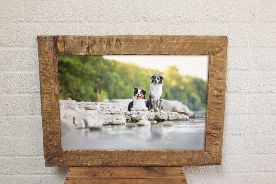 Hundefotografie Hundefotograf Hundefotografin Lörrach Basel Baden-Württemberg Schweiz Rheinfelden Zürich Freiburg Bodensee Schwarzwald Dog Photographer Photography