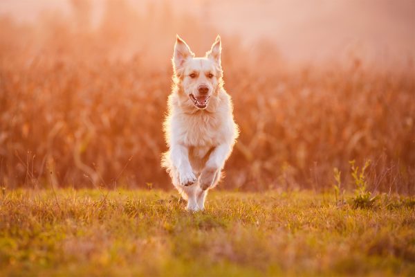 Hundefotografie-Hundefotoshooting-Fotoshooting-mit-Hund-Baden-Württemberg-Tierfotografie-Hundefotografie-2