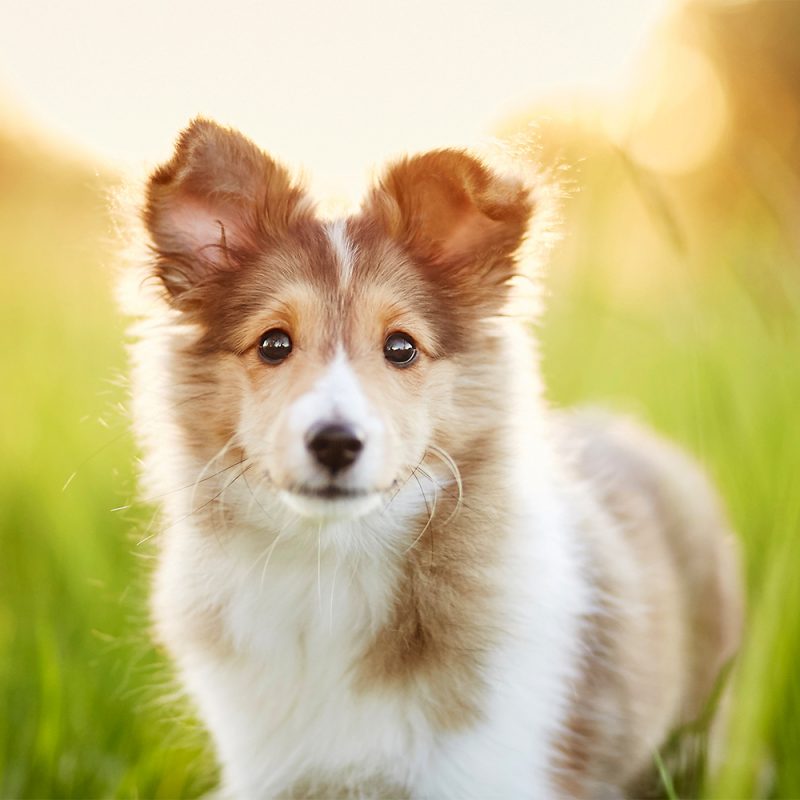 Hundefotografie-Hundefotoshooting-Fotoshooting-mit-Hund-Baden-Württemberg-Tierfotografie-Hundefotografie