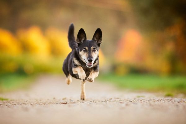 Hundefotografie-Raphaela-Schiller-Galerie-29