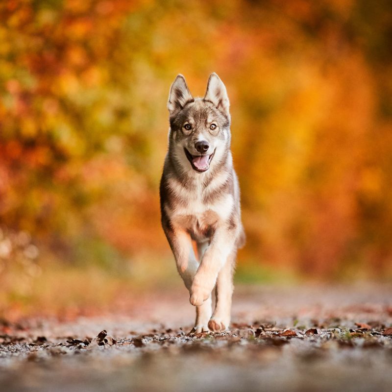 Hundefotografie-Rheinfelden-Baden-Wuerttemberg-Hundefotoshooting-16-2