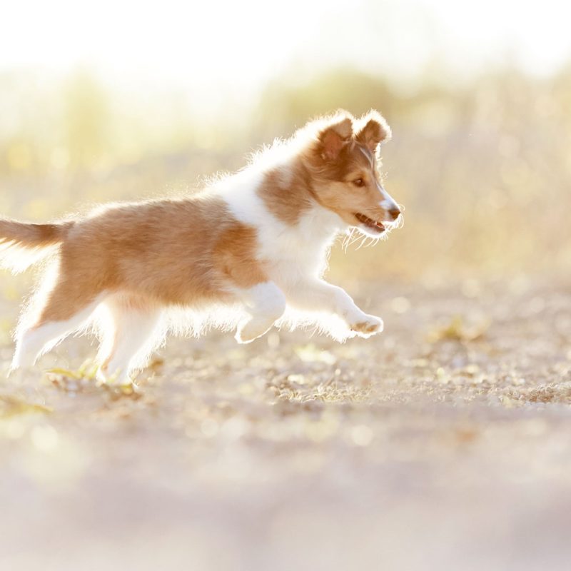 Raphaela-Schiller-Hundefotografie--2