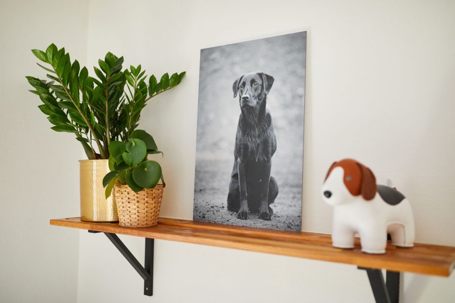 Raphaela-Schiller-Hundefotografie-Atelier-1