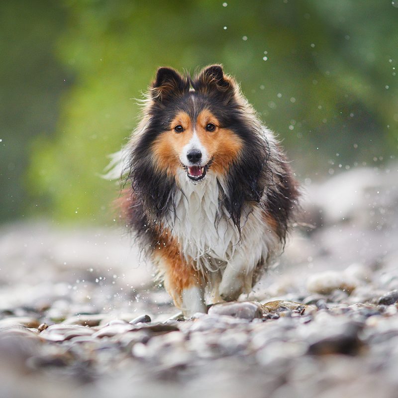 Raphaela-Schiller-Hundefotografie-Hunde-Fotoshooting-Shetland-Sheepdog-1