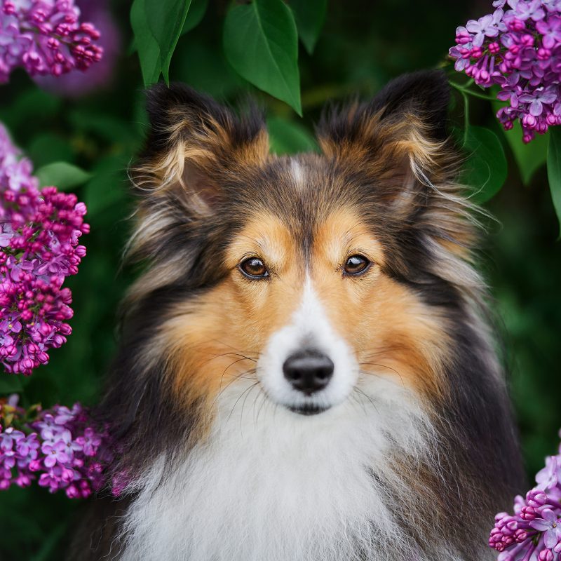 Raphaela-Schiller-Hundefotografie-Hunde-Fotoshooting-Shetland-Sheepdog