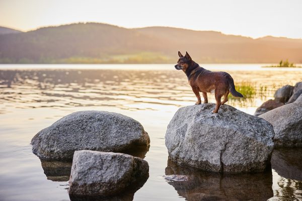 Raphaela-Schiller-Hundefotografie-Schwarzwald-Schluchsee-Hunde-Fotoshooting-Wanderung