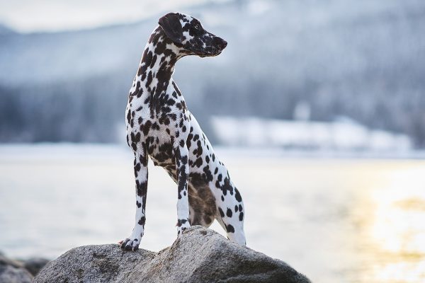 Raphaela-Schiller-Hundefotografie-Tierfotografie-Basel-Loerrach-Freiburg-Rheinfelden-Schweiz-Zuerich-Schwarzwald-Schluchsee-Dalmatiner