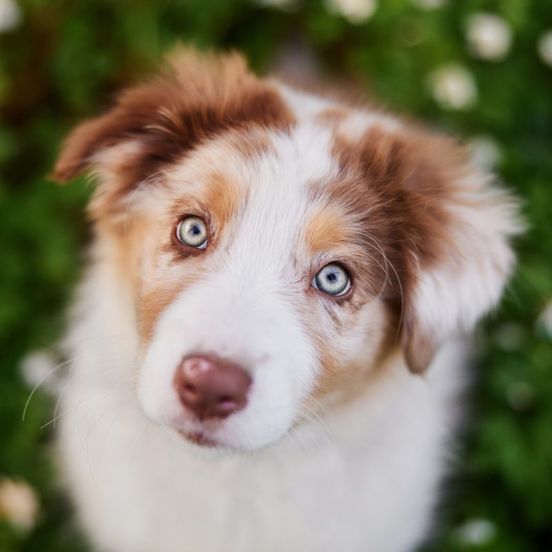 Raphaela_Schiller_Hundefotografie_Fotoshooting_Basel_Freiburg_Loerrach_Tierfotografie_Fotograf_Hund_und_Mensch_Schweiz_Schwarzwald_Basel_Zuerich_Freiburg_Australian_Shepherd_Schweiz_ 11