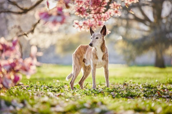 Raphaela_Schiller_Hundefotografie_Fotoshooting_Basel_Freiburg_Loerrach_Tierfotografie_Fotograf_Hund_und_Mensch_Schweiz_Schwarzwald_Basel_Zuerich_Freiburg_Border_Collie_Windhund 1