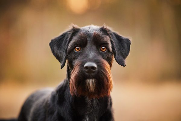 Raphaela_Schiller_Hundefotografie_Tierfotografie_Tierschutzhund_Schnauzer_Basel_Freiburg_Offenburg_Loerrach_Fotoshooting_01