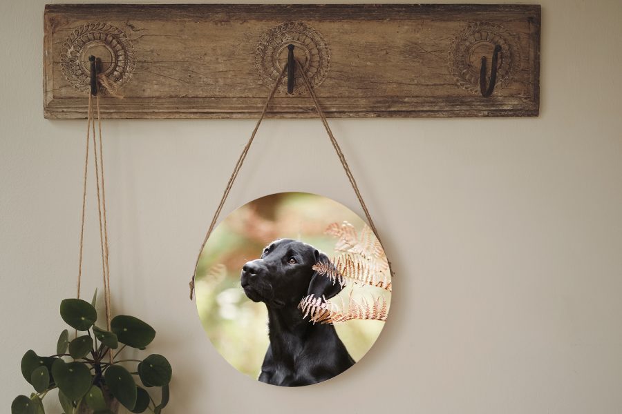 Hundefotografie Hundefotograf Hundefotografin Lörrach Basel Baden-Württemberg Schweiz Rheinfelden Zürich Freiburg Bodensee Schwarzwald Dog Photographer Photography