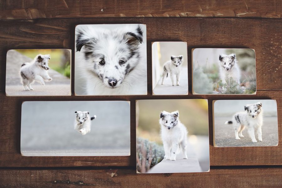 Wandgalerie-Hundefotografie-Raphaela-Schiller